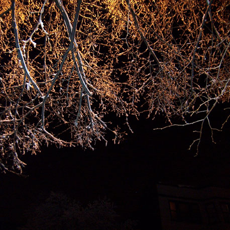 snotree.jpg